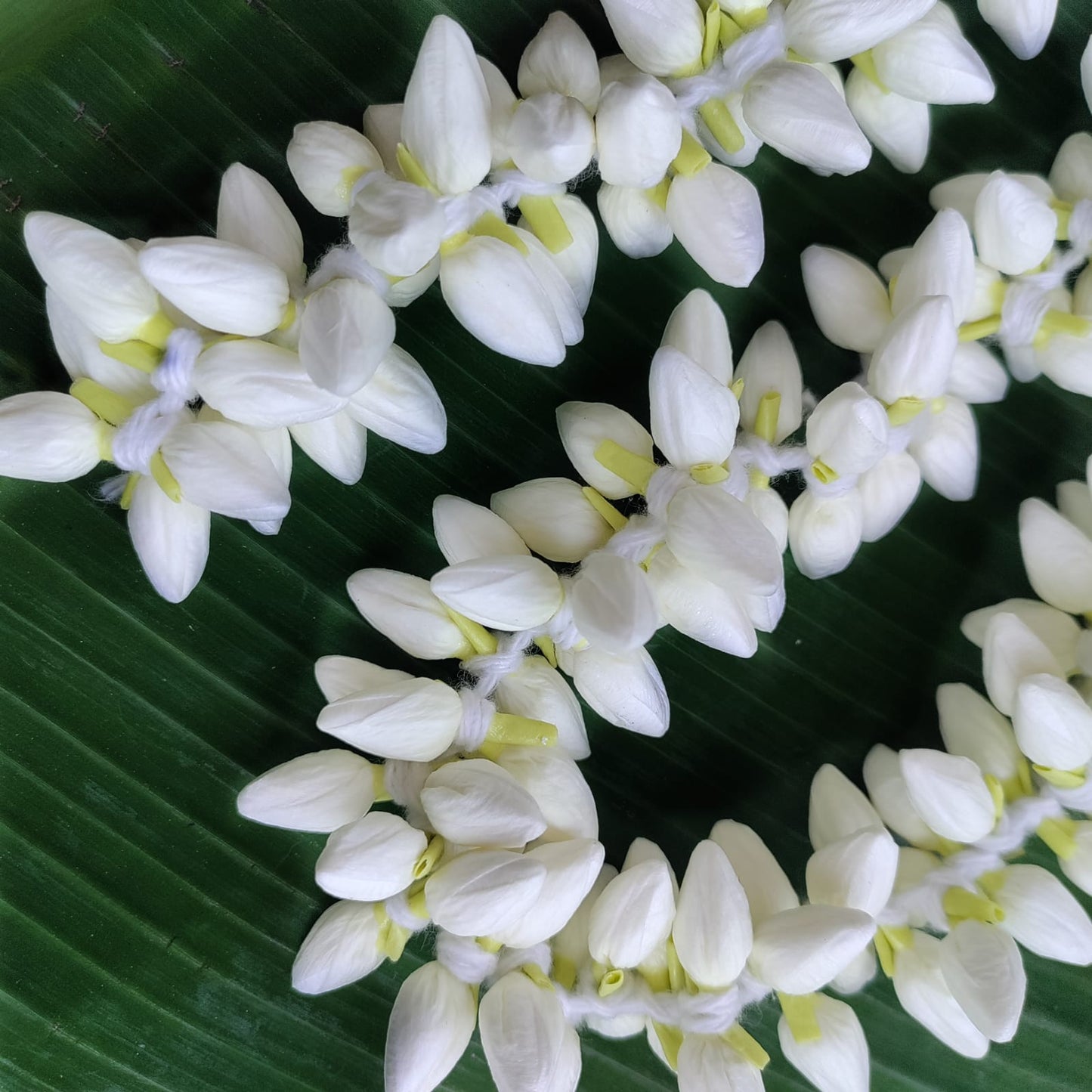 Realistic Jasmine Bud String - 10"